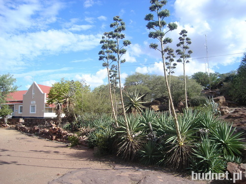 Aloes zwyczajny